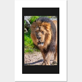 Male Lion Posters and Art